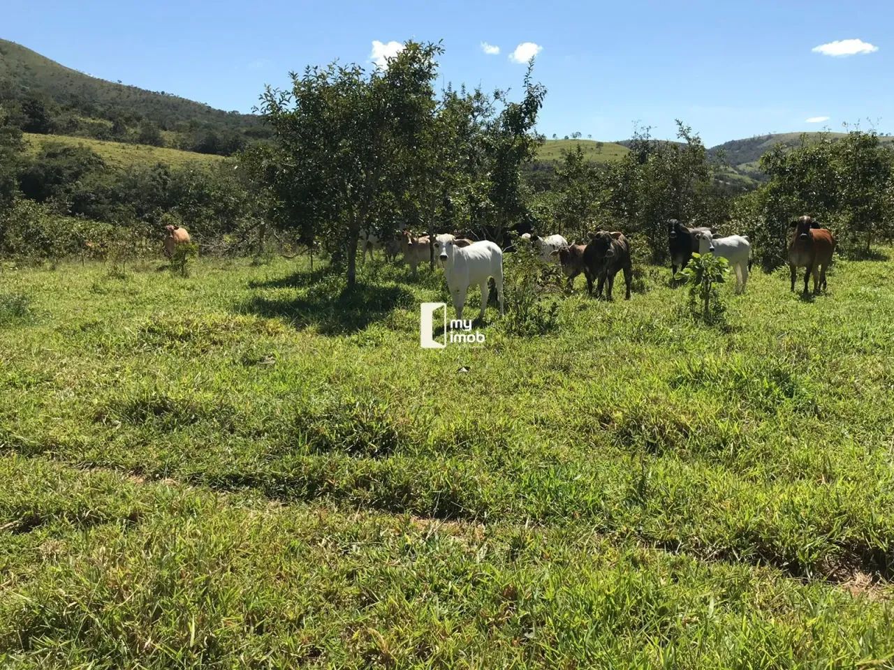 Fazenda Escriturada em Cocalzinho/GO 54 Alqueires - Foto 4