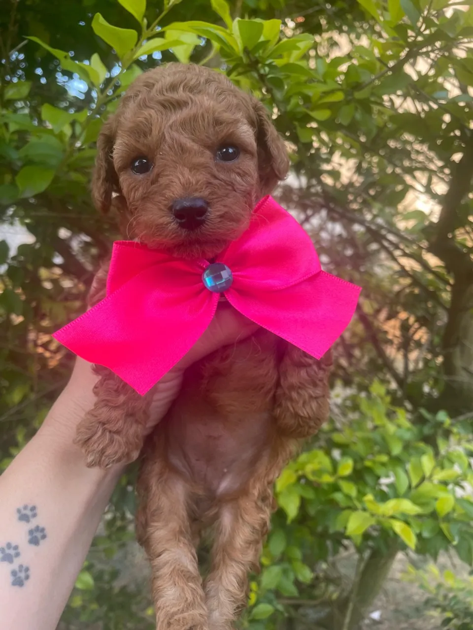 Poodle Toy Red Vermelho intenso