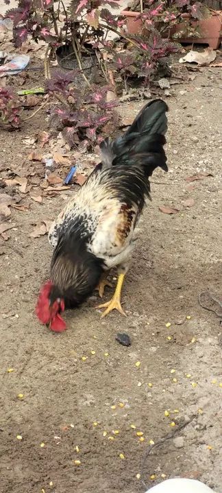 Galinhas e galos - Foto 3