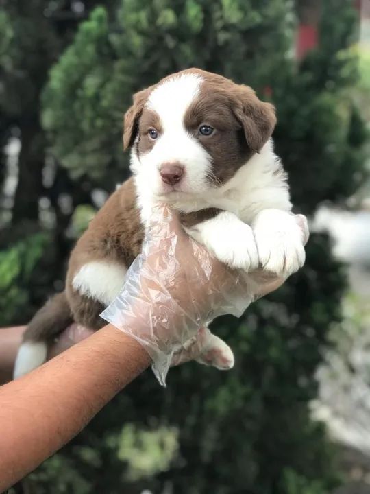 Border Collie Chocolate/Bluemerle/Redmerle - Assistencia veterinaria gratuita