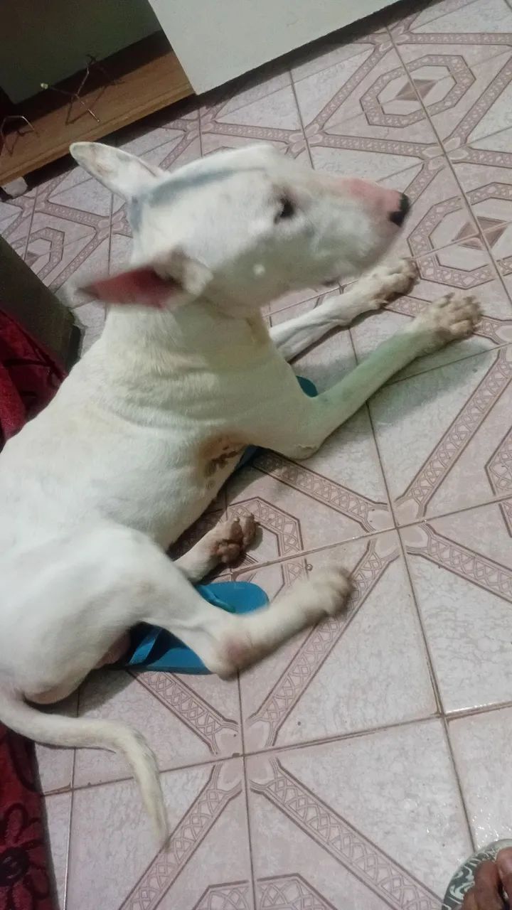 Procura-se uma fêmea de bull terrier - Foto 5