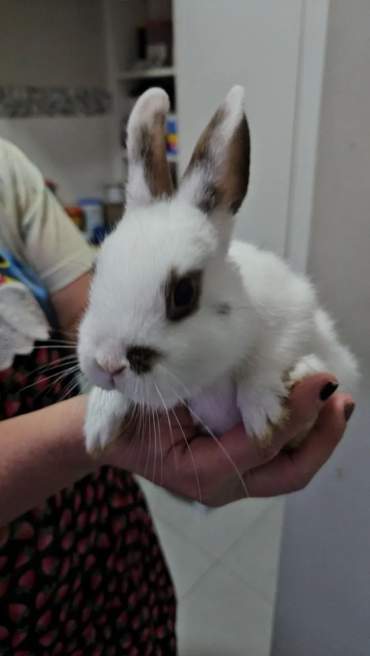 Coelho anao  - Foto 4