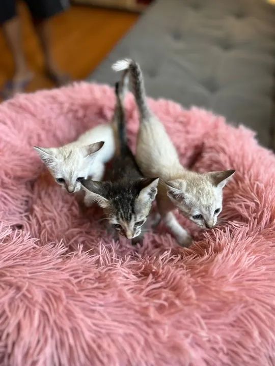 ADOÇÃO DE GATINHOS - Foto 2