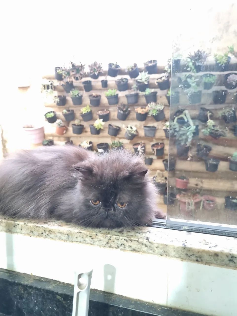 Gatos Persas  - Foto 2