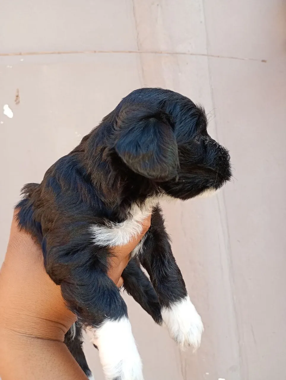 Filhote poodle puro ?