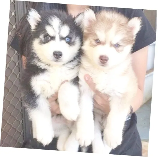 Husky Com garantia de saúde e criados com responsabilidade