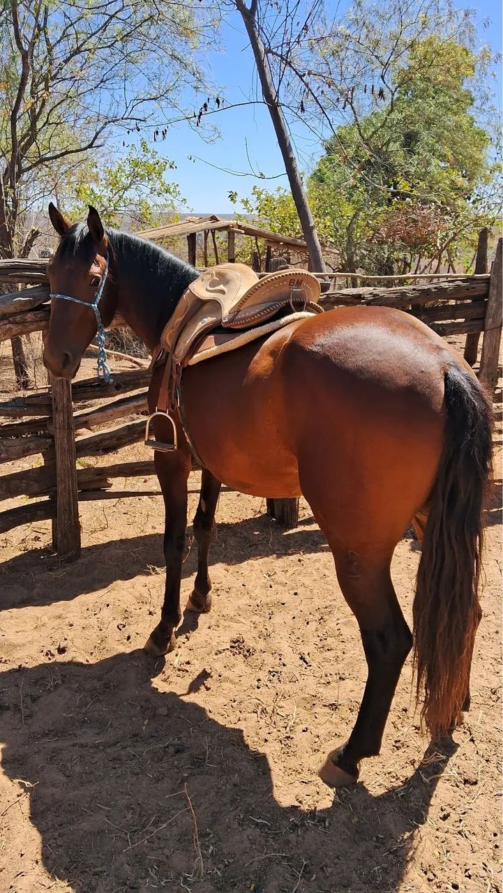 Vendo cavalo meio sangue quarto de milha  mais informações pv *