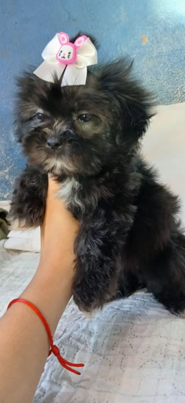 Filhote Shih Tzu Fêmea
