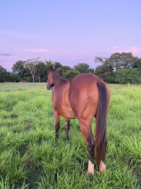 Potro Quarto de milha PO  - Foto 4