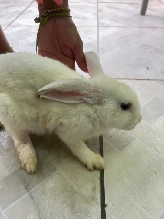 Coelhinhos Branco e Preto- Fofo e Carinhoso - Foto 4