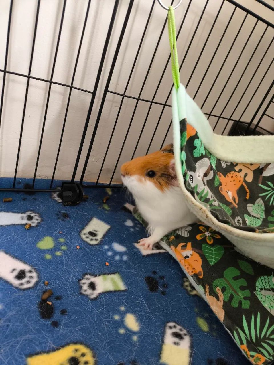 Porquinhos da índia  - Foto 4