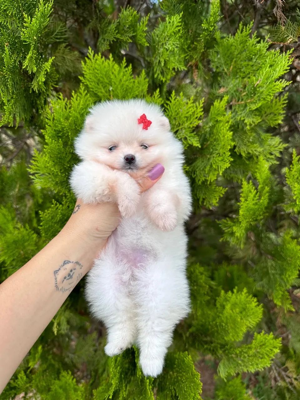 Filhote de Spitz Alemão - fêmea branca / pedigree  - Foto 2