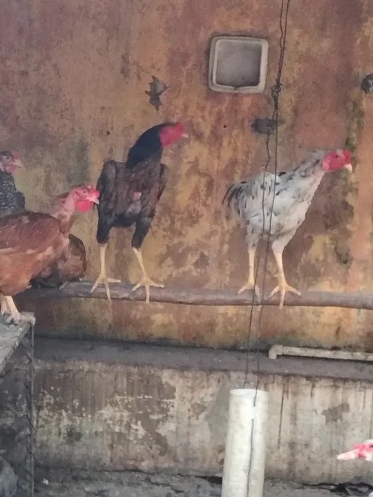 Galinhas galos indios raciados e dois patos  - Foto 3