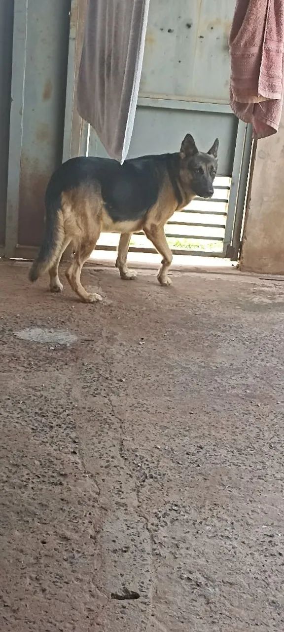 Procura-se filhote de pastor alemão fêmea - Foto 6