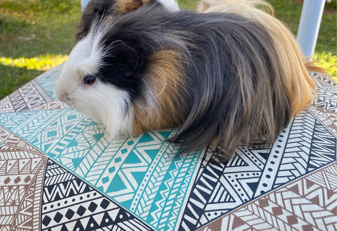 Lindo Porquinho da Índia pelo longo coronet promoção