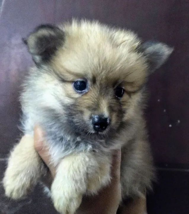 Filhotes de Spitz Alemão (Lulu da Pomerânia) a partir de 1500 reais - Foto 5