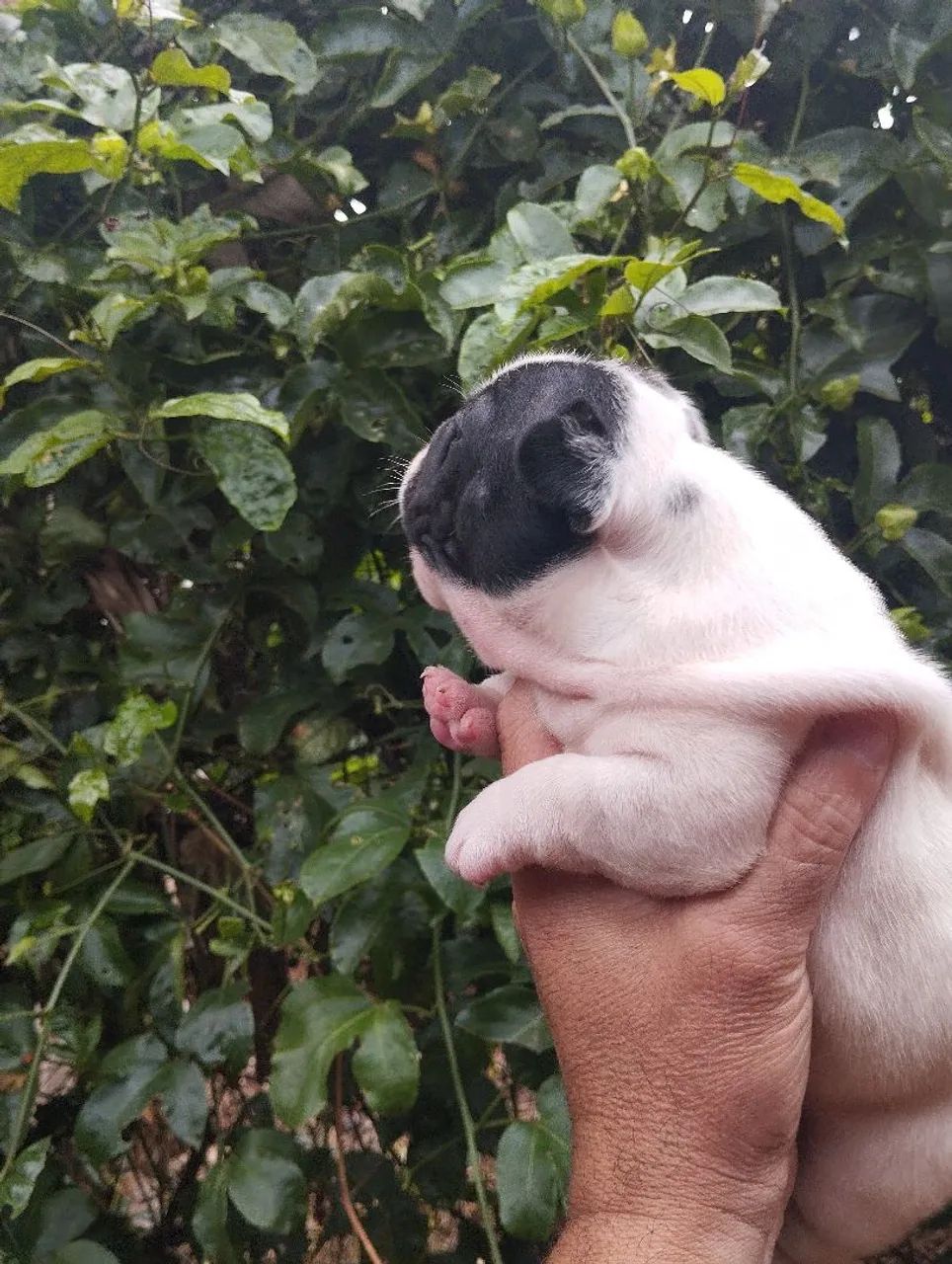 Filhote de Bulldog Francês - Foto 4