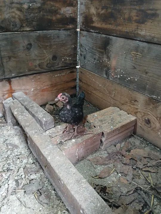 Garnizés a venda - Foto 6