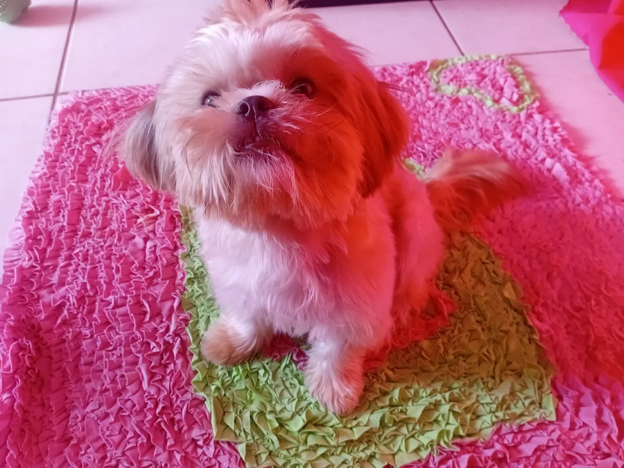Shih Tzu fêmea