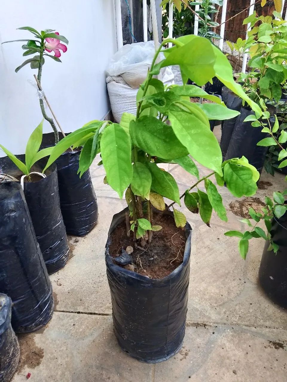 Muda de Biribá - Foto 2