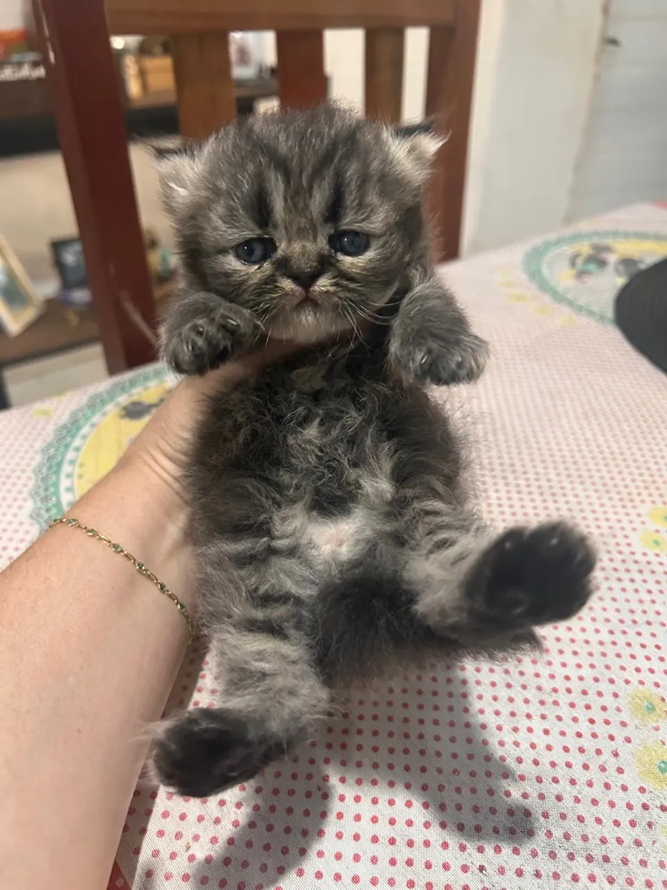 Filhote gato persa Macho