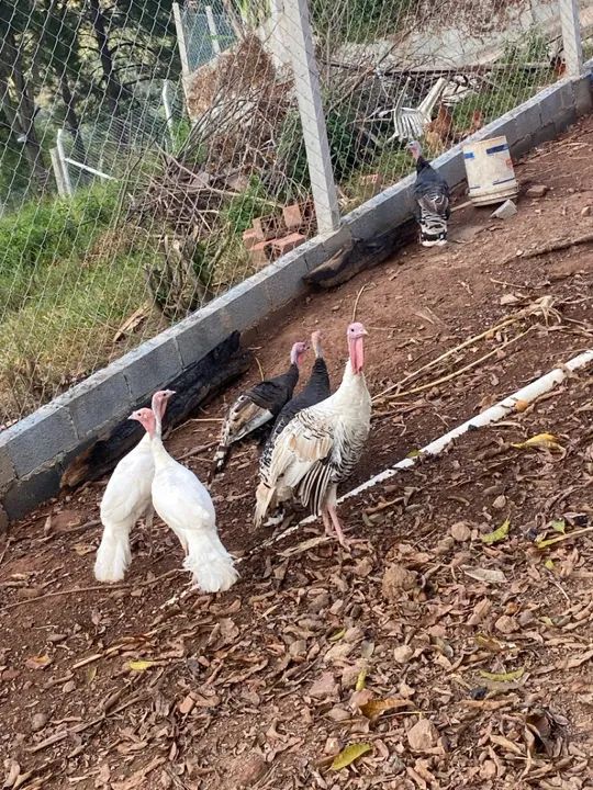 perus para venda! - Foto 3