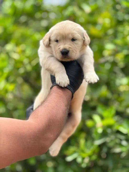 Golden Retriever o amor mais dourado que existe 