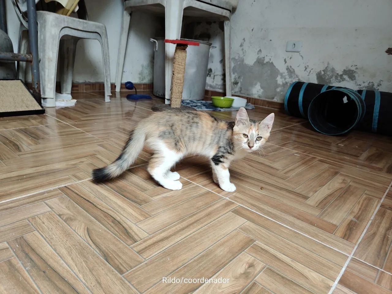 Gatinho pra doação responsável. - Foto 3