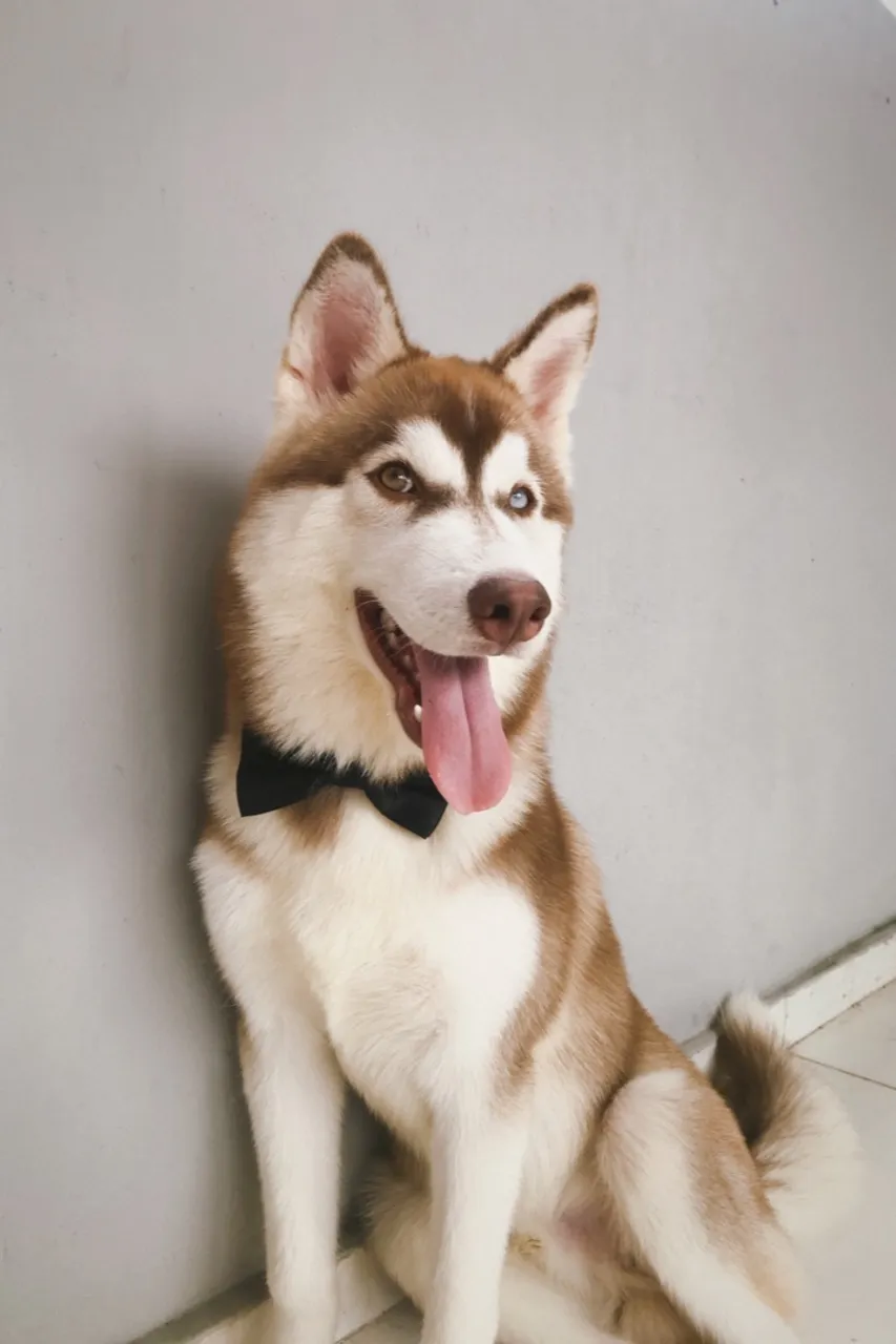 Husky Siberiano Elegante com Gravata