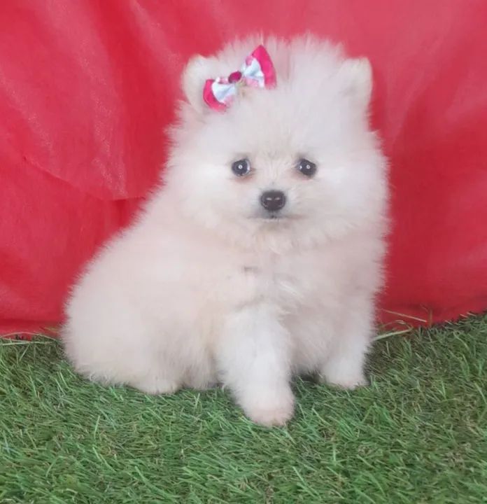 Graciosa menininha spitz alemão branca