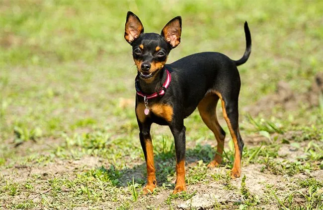 Pinscher miniatura