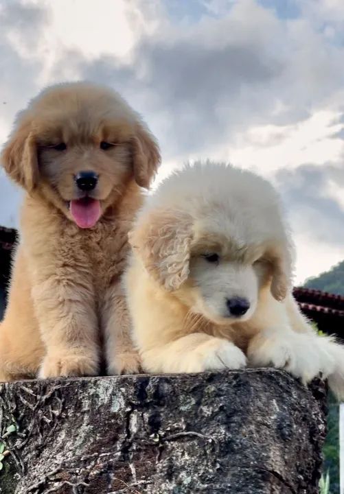 O amor que falta  - Foto 3