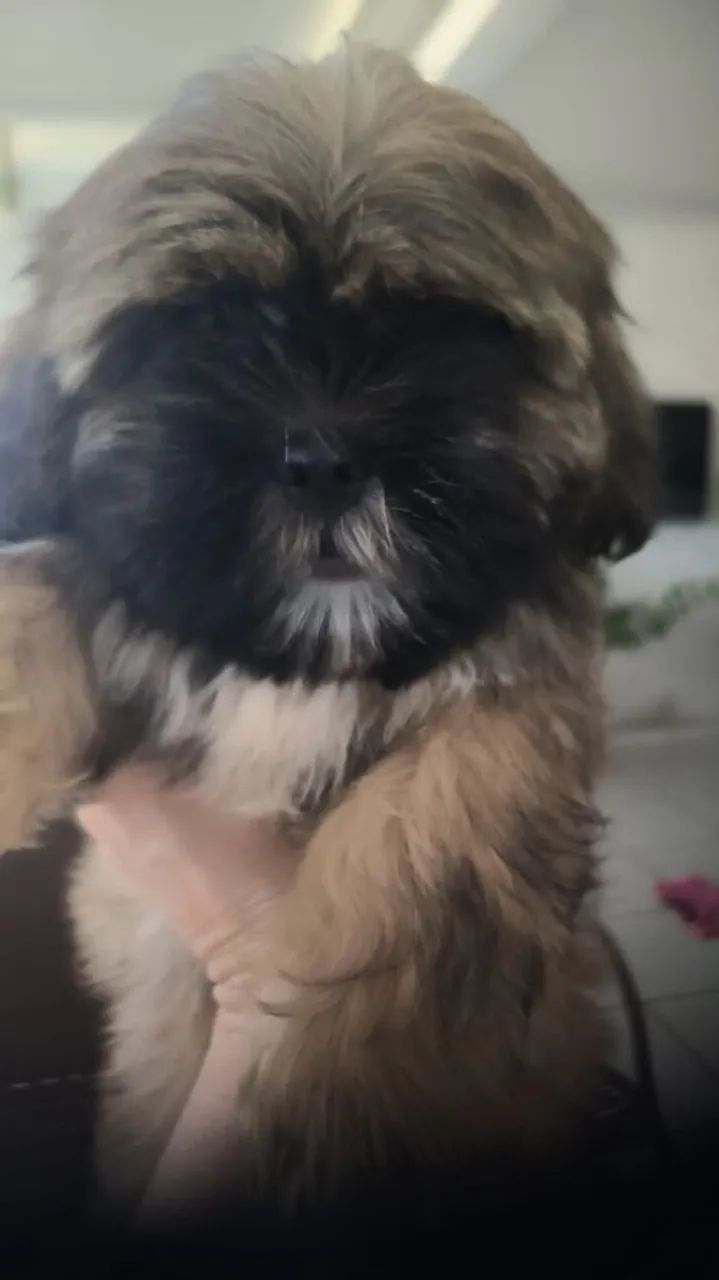 Vendo um lindo filhotinho de Shitzu macho  - Foto 3