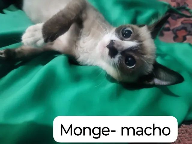 Gatinhos para adoção responsável 