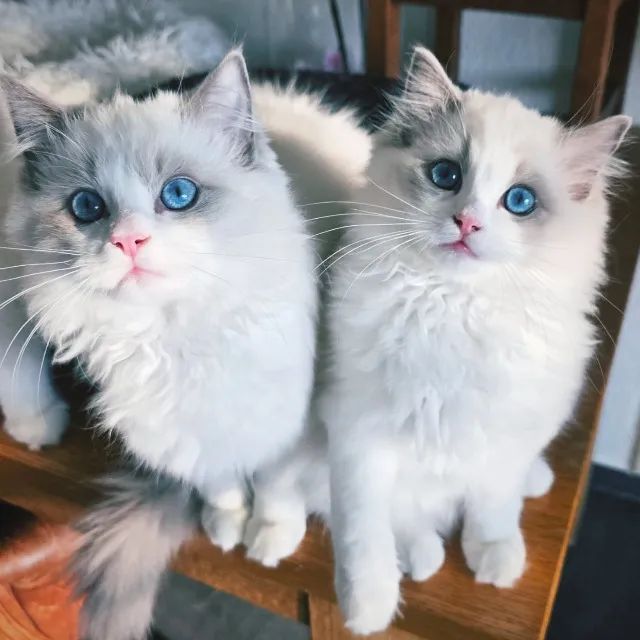 filhote de gato Ragdoll 