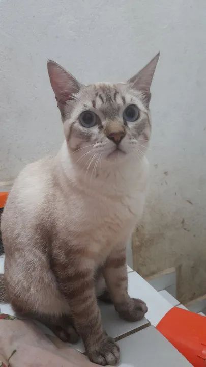 gato para doação adoção  - Foto 4