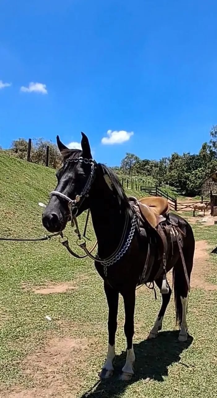 EGUINHA LUXOOO (marcha picada)