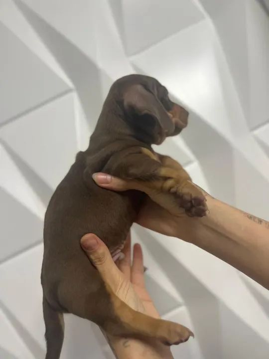 Filhotes de Dachshund - Foto 3