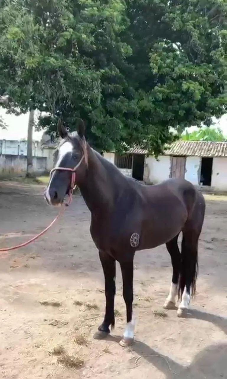 Pra quem quer ter um cavalo de pista Fazer um investimento 