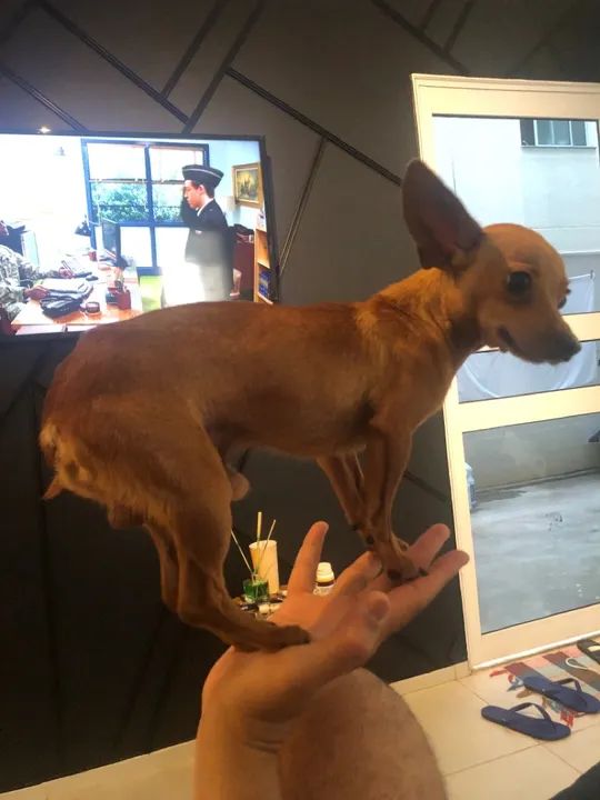 Pinsher machinho  2 aninhos Procurando Lar - Foto 2