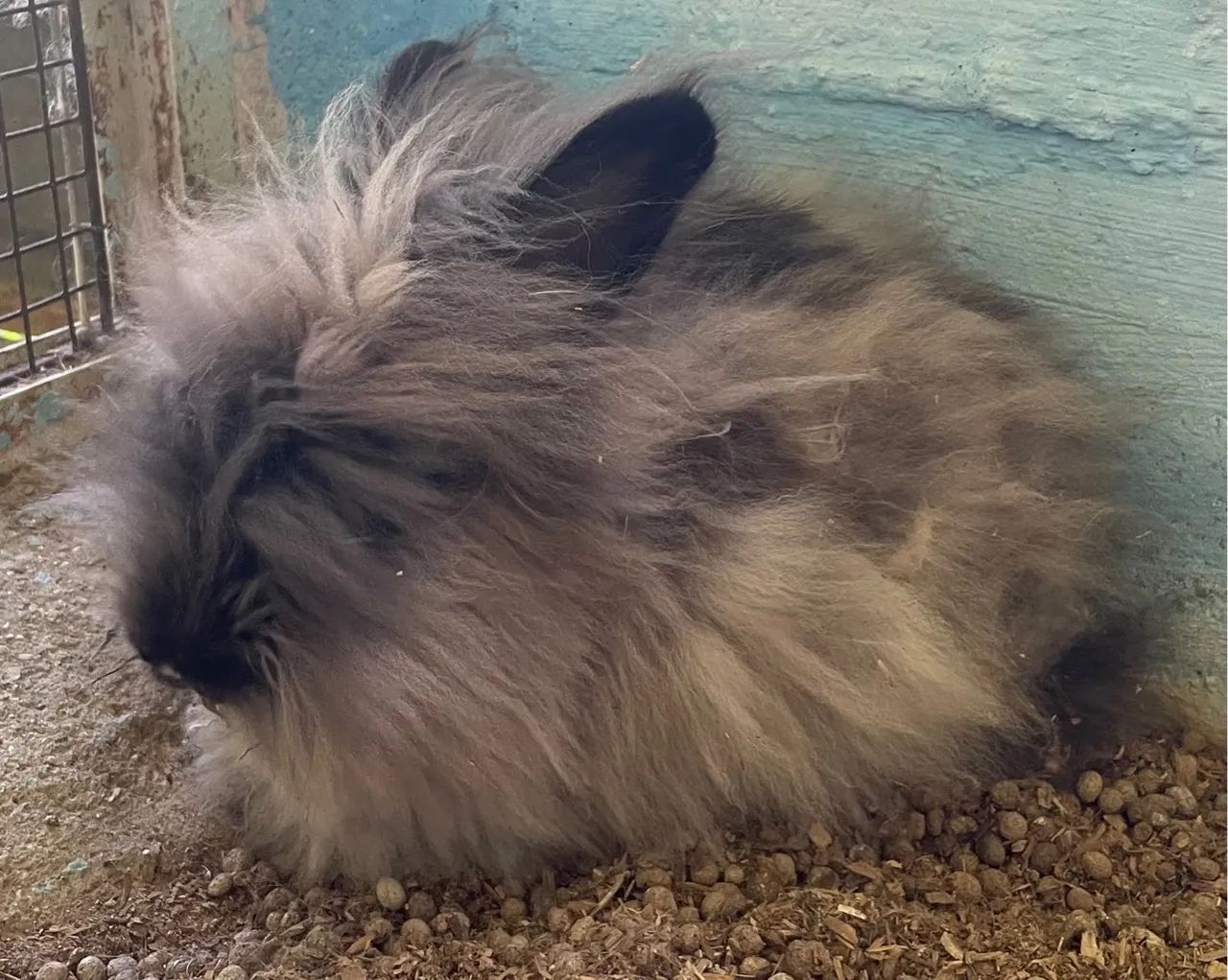 Lindos filhotes de coelhos  - Foto 2