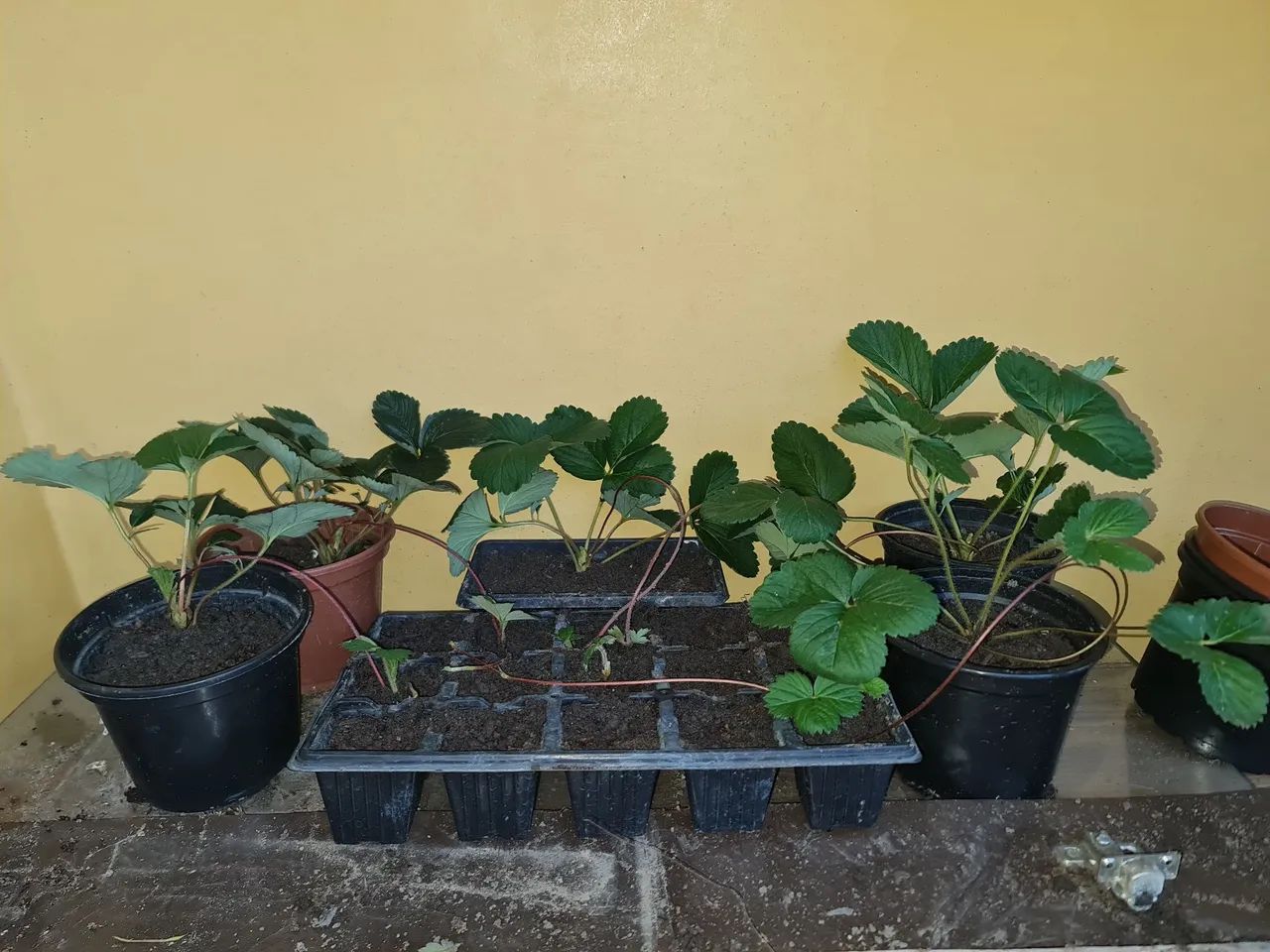 MUDAS DE MORANGOS ?  - Foto 2