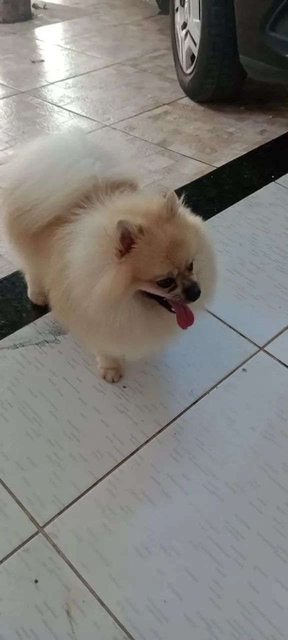 Lulu da Pomerânia anão macho