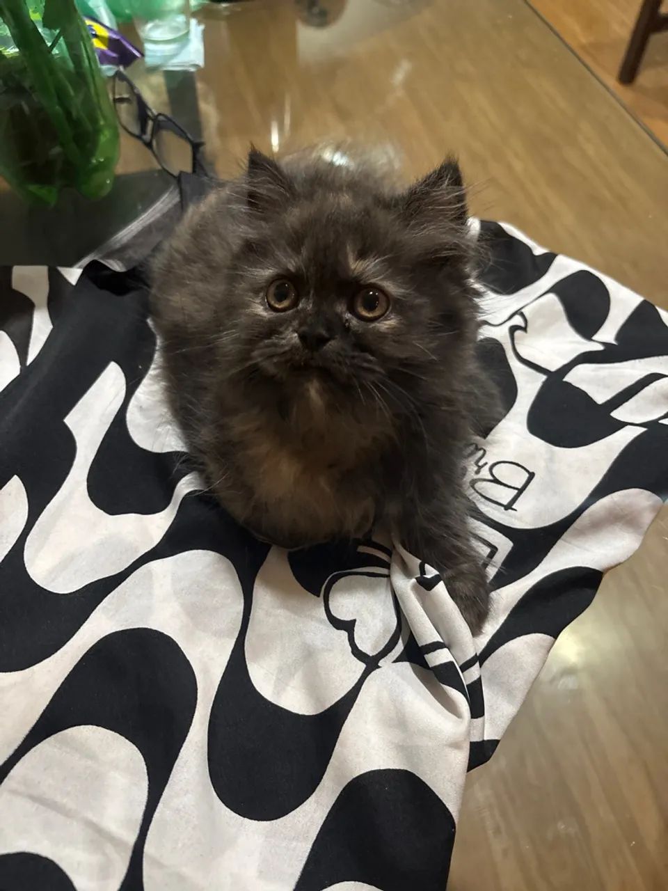 Gatinha persa   Pelos longos  fêmea - Foto 3