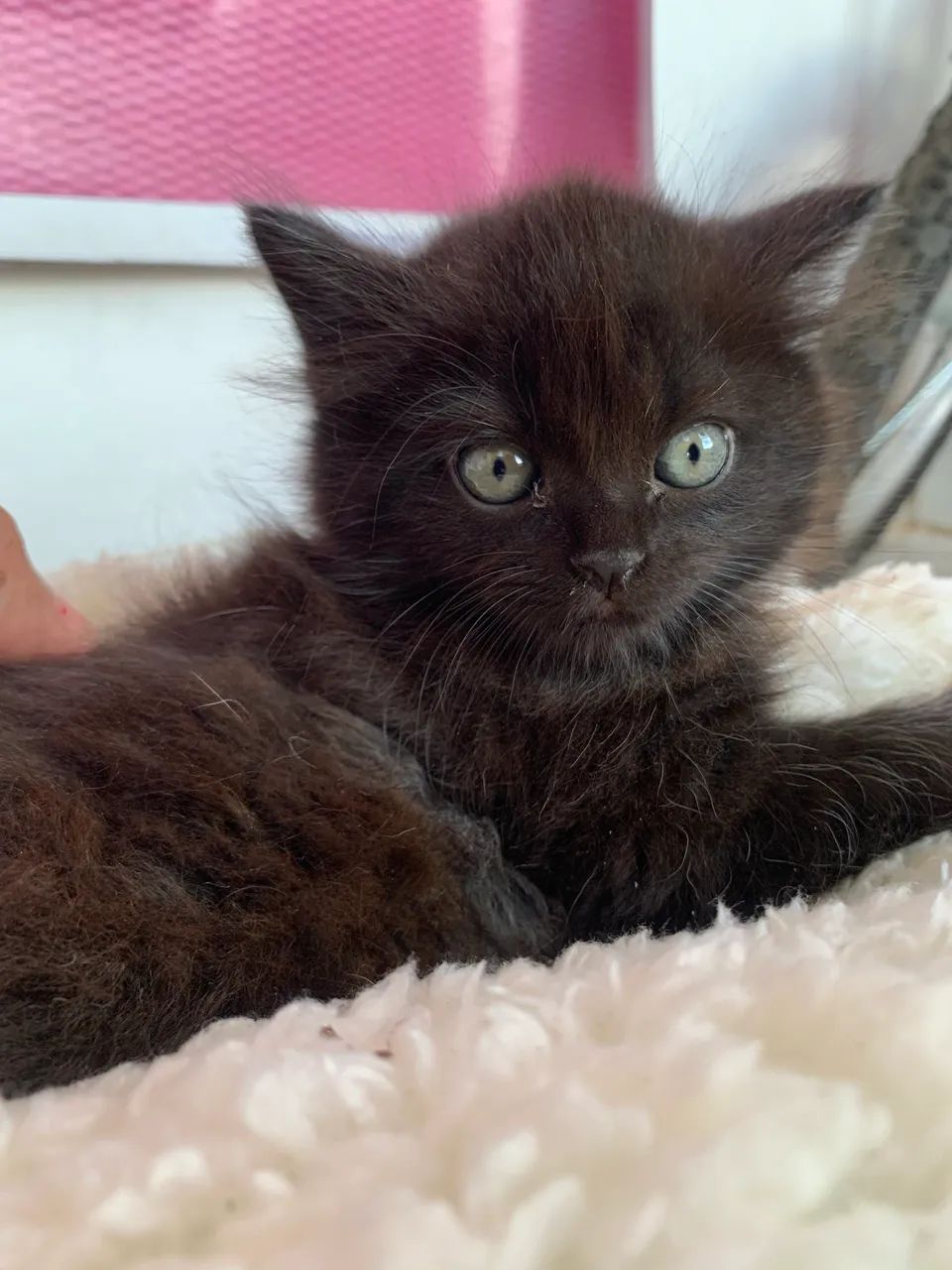 Persa Himalaio 64168607049090124