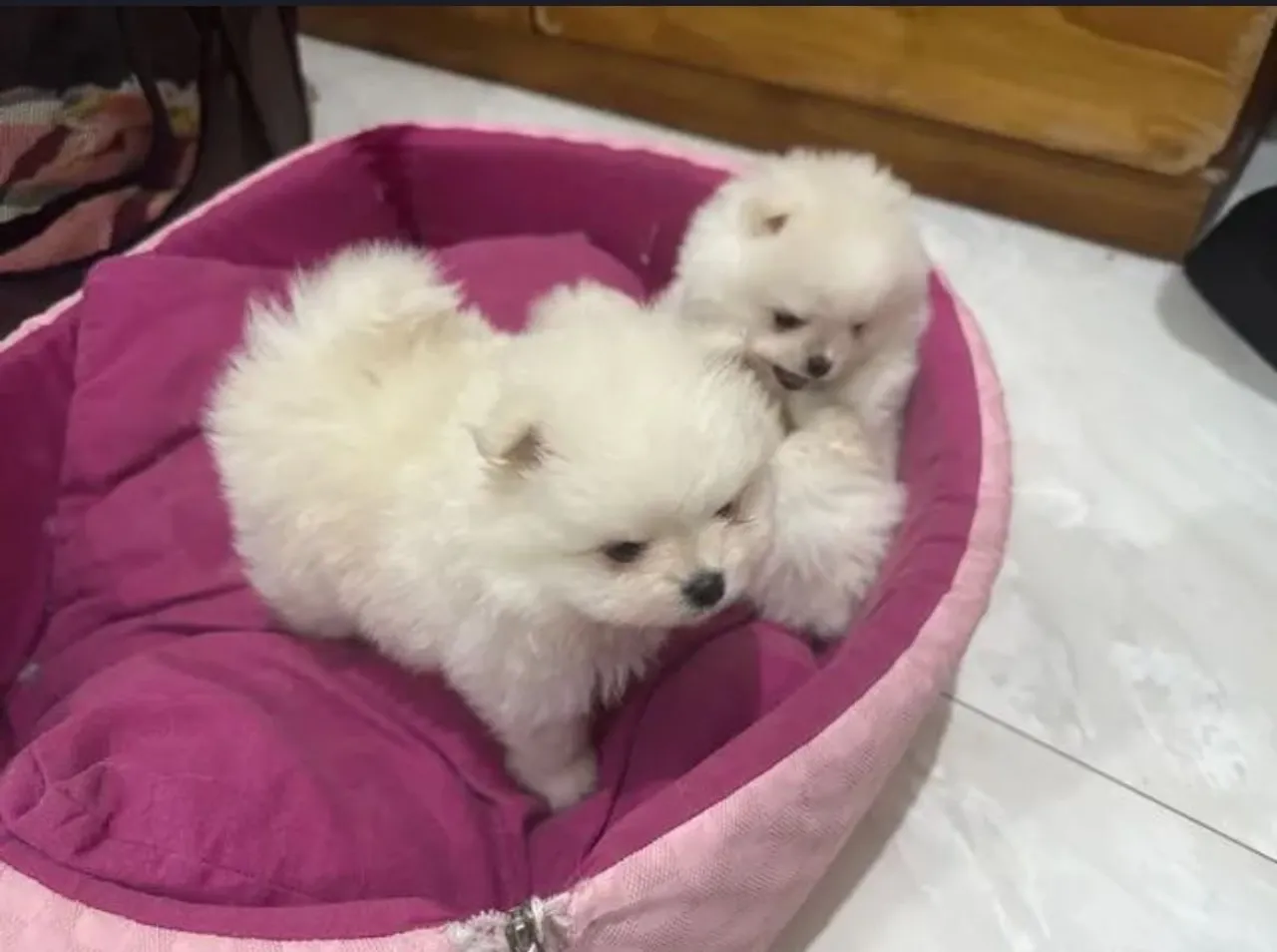 Filhotes fofos de Spitz Alemão disponíveis!