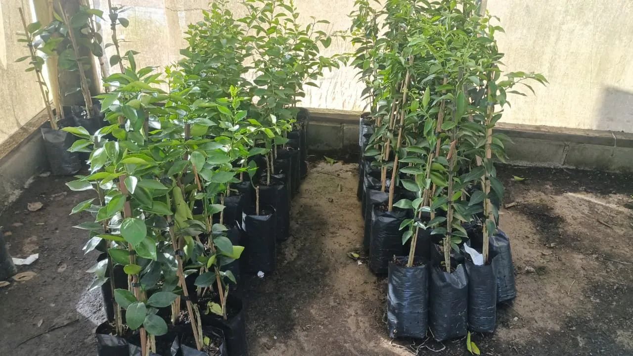 Enxertos e Mudas 64298580744577122