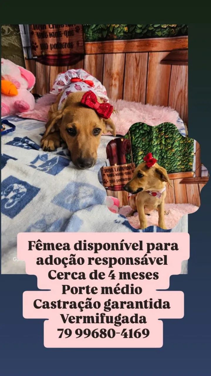 Fêmea e macho, disponível para adoção!