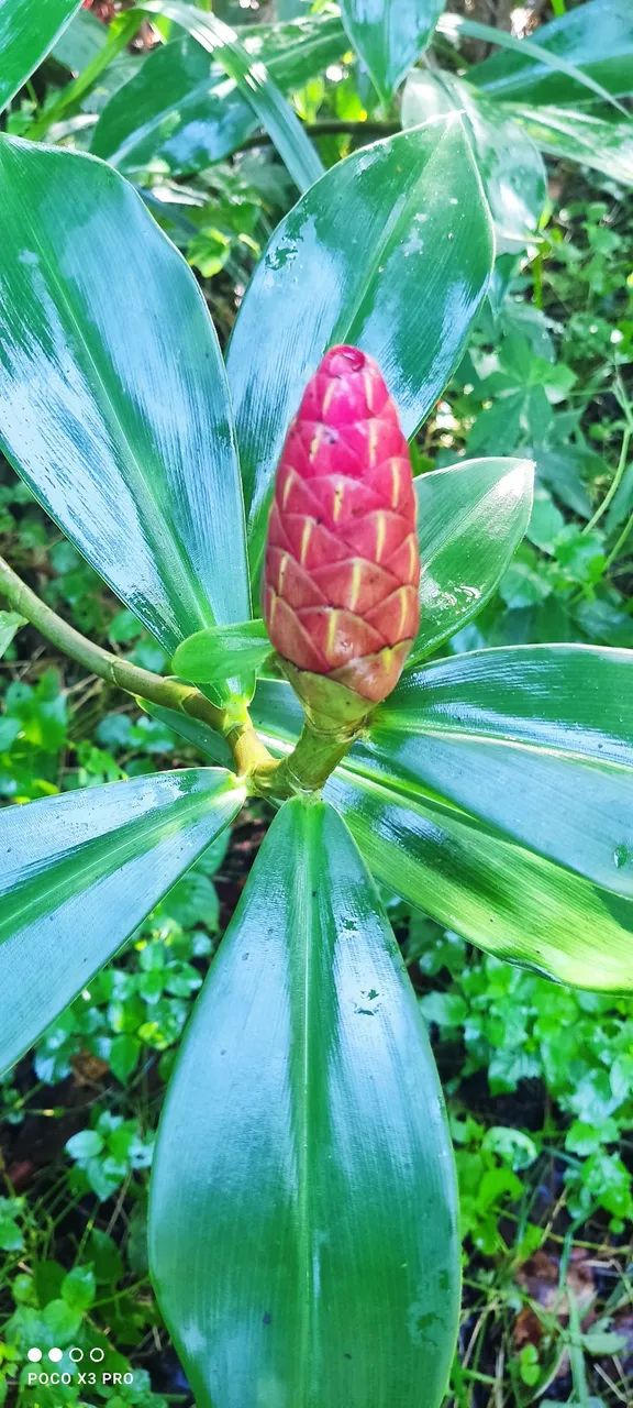 Plantas ornamentais e mudas de árvores frutíferas 