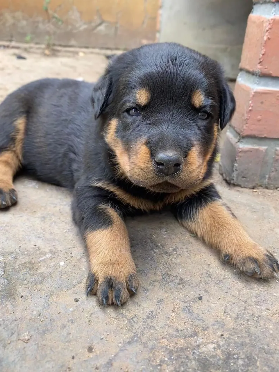 Filhote Rottweiler 
